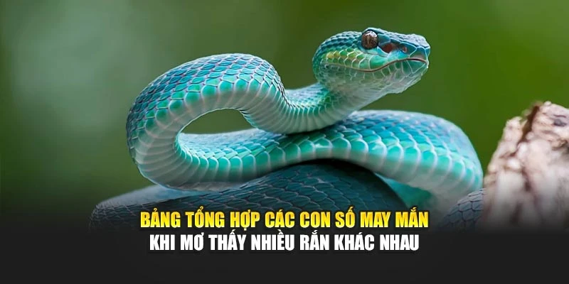 Bảng tổng hợp các con số may mắn khi mơ thấy nhiều rắn khác nhau