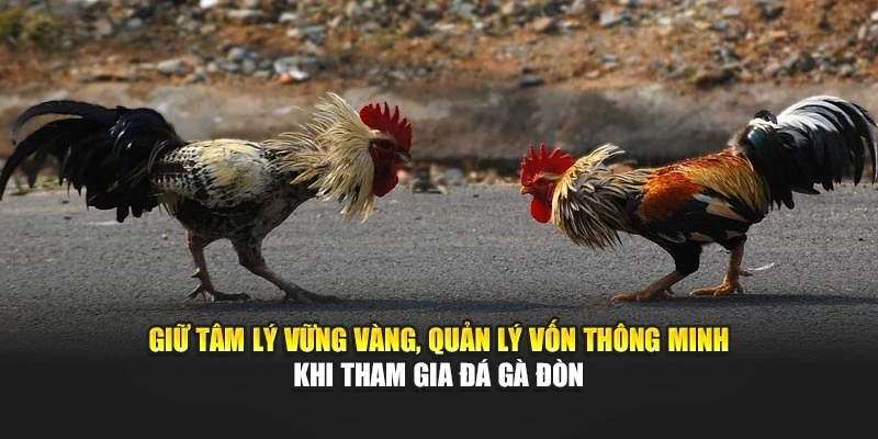 Giữ tâm lý vững vàng, quản lý vốn thông minh khi tham gia đá gà đòn OK9