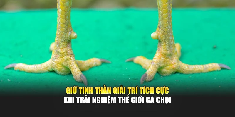 Giữ tinh thần giải trí tích cực khi trải nghiệm thế giới gà chọi tại OK9