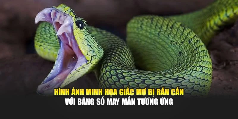 Hình ảnh minh họa giấc mơ bị rắn cắn với bảng số may mắn tương ứng