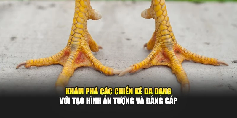 Khám phá các chiến kê đa dạng với tạo hình ấn tượng và đẳng cấp