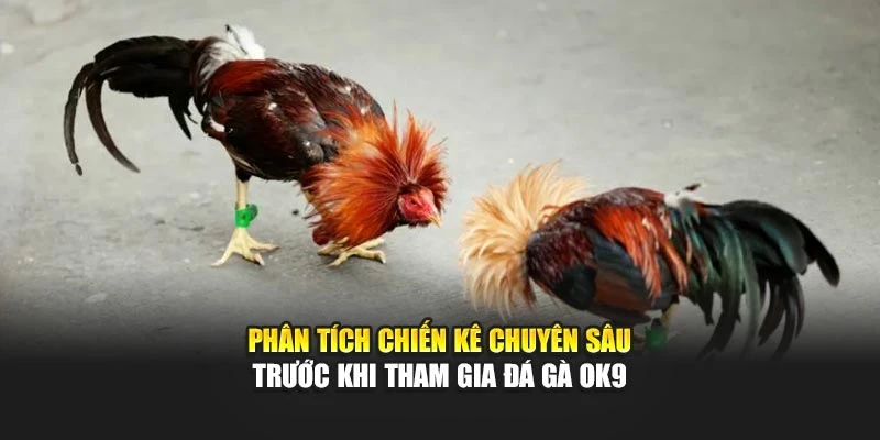 Phân tích chiến kê chuyên sâu trước khi tham gia đá gà OK9