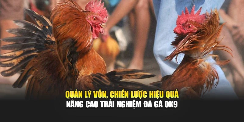 Quản lý vốn, chiến lược hiệu quả nâng cao trải nghiệm đá gà OK9