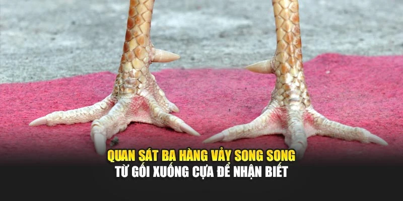 Quan sát ba hàng vảy song song từ gối xuống cựa để nhận biết