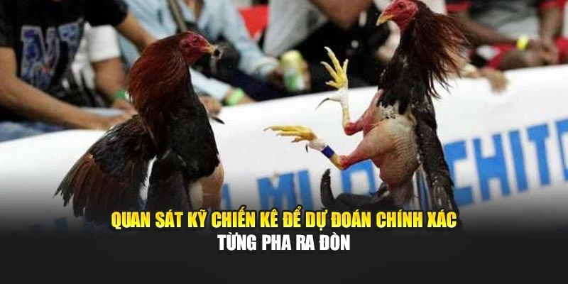 Quan sát kỹ chiến kê để dự đoán chính xác từng pha ra đòn