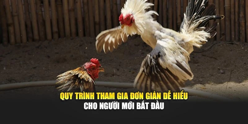 Quy trình tham gia đơn giản dễ hiểu cho người mới bắt đầu