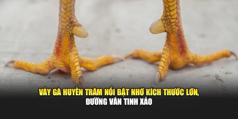 Vảy gà huyền trâm nổi bật nhờ kích thước lớn, đường vân tinh xảo