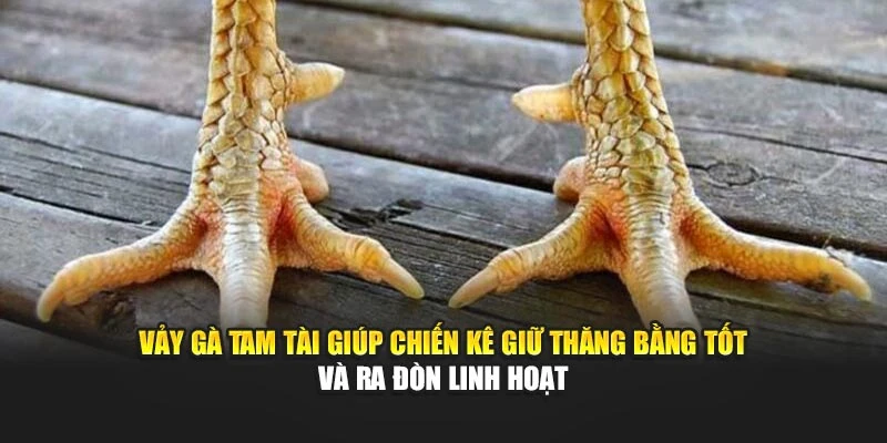 Vảy gà tam tài giúp chiến kê giữ thăng tốt và ra đòn linh hoạt